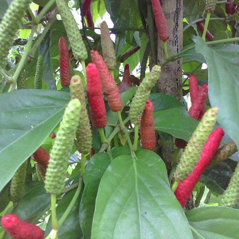 Whole Dried Long Pepper