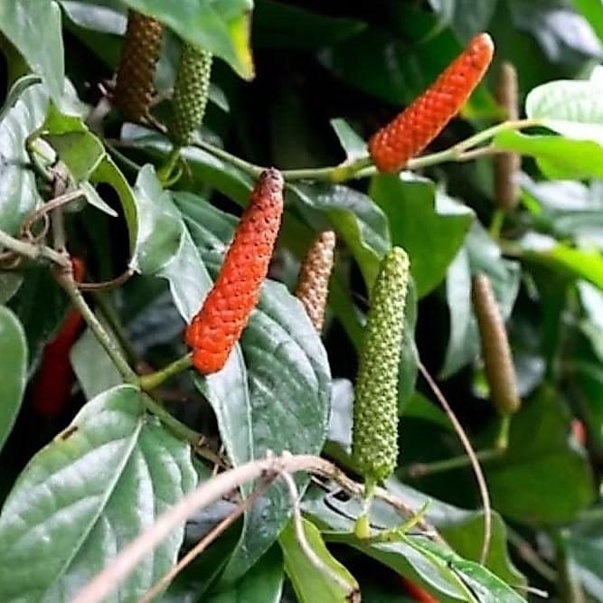 Long Pepper Close-Up