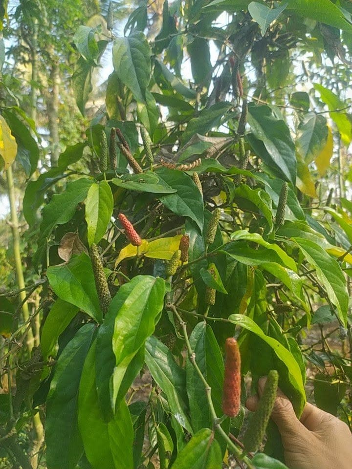 Long Pepper Bulk Product