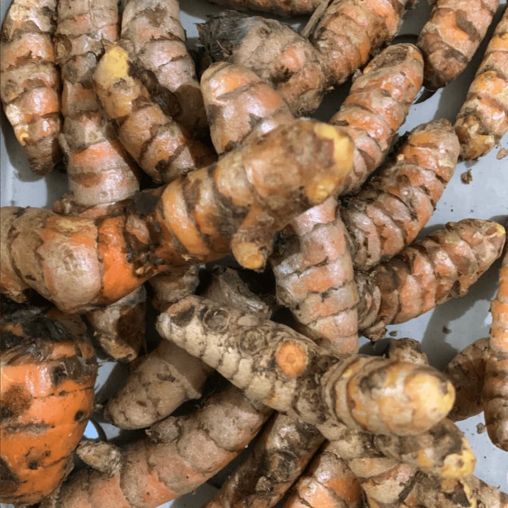 Indonesian Turmeric Rhizomes