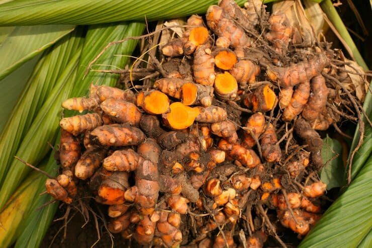 Dried Turmeric Slices