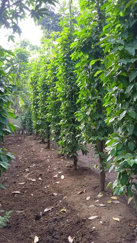 Erka Agro - Indonesian Spice Exporter