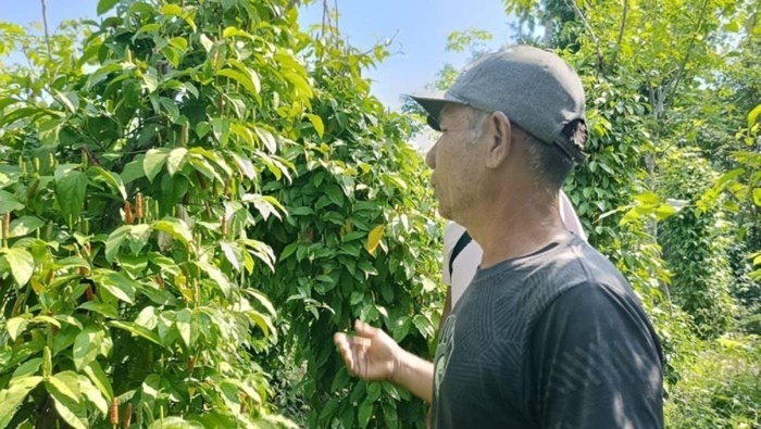 Quality inspection of Indonesian spices before export preparation